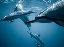 必一运动官网：点亮你的运动灵感，成就每日超越